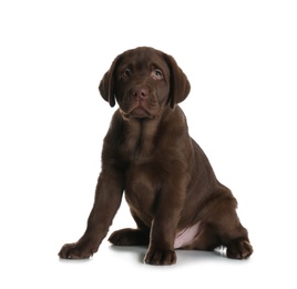 Chocolate Labrador Retriever puppy on white background