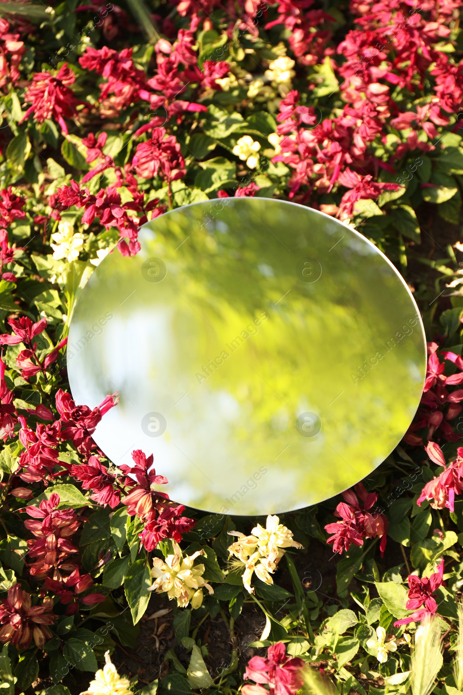 Photo of Round mirror among flowers reflecting tree on sunny day