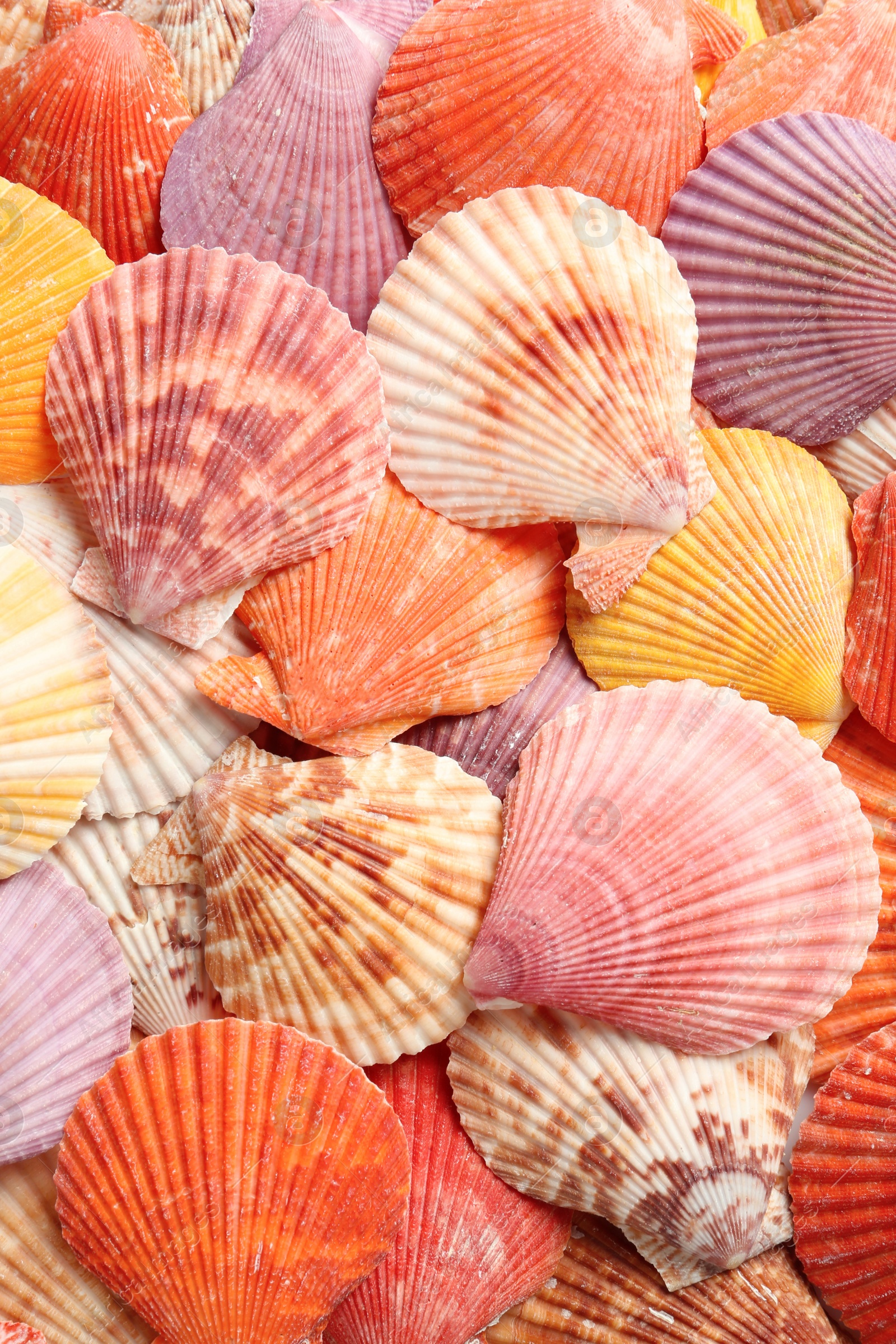 Photo of Top view of beautiful color seashells as background