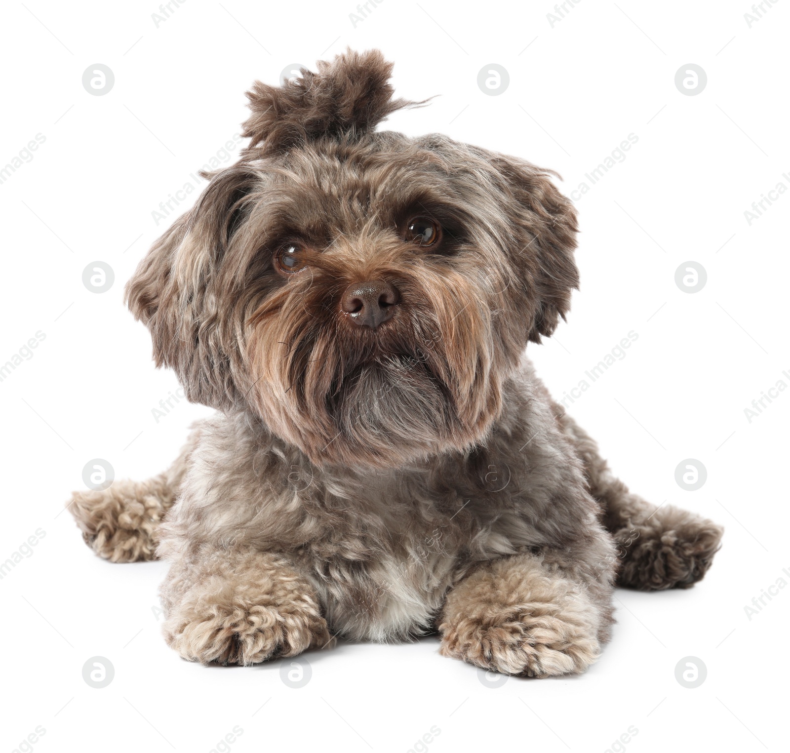 Photo of Cute Maltipoo dog lying on white background. Lovely pet