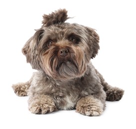 Cute Maltipoo dog lying on white background. Lovely pet