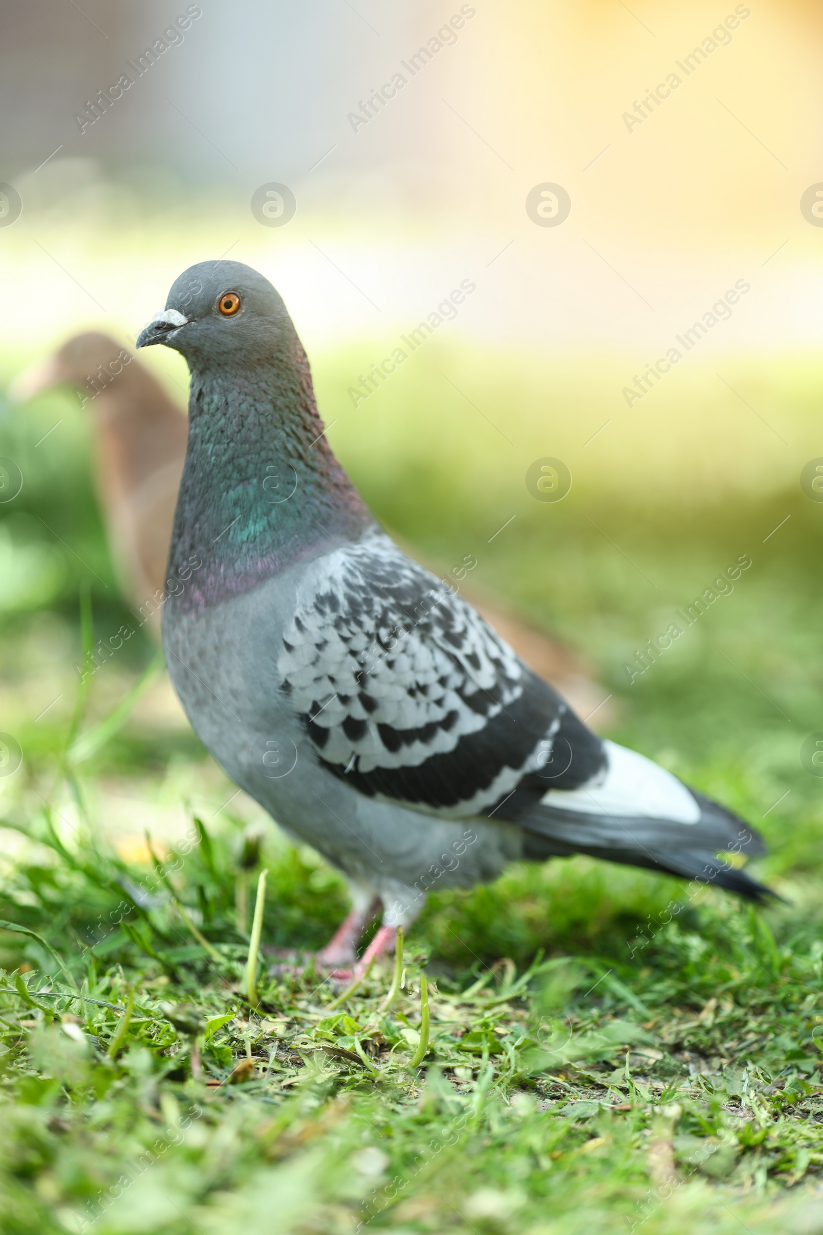 Photo of Beautiful grey dove on green grass outdoors