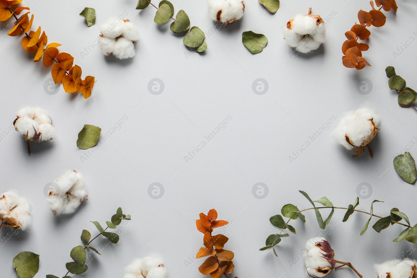 Photo of Fluffy cotton flowers and leaves on light grey background, flat lay. Space for text