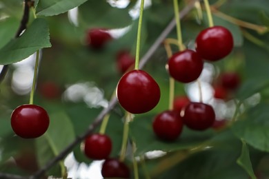 Photo of Closeup view of cherry tree with ripe red berries outdoors