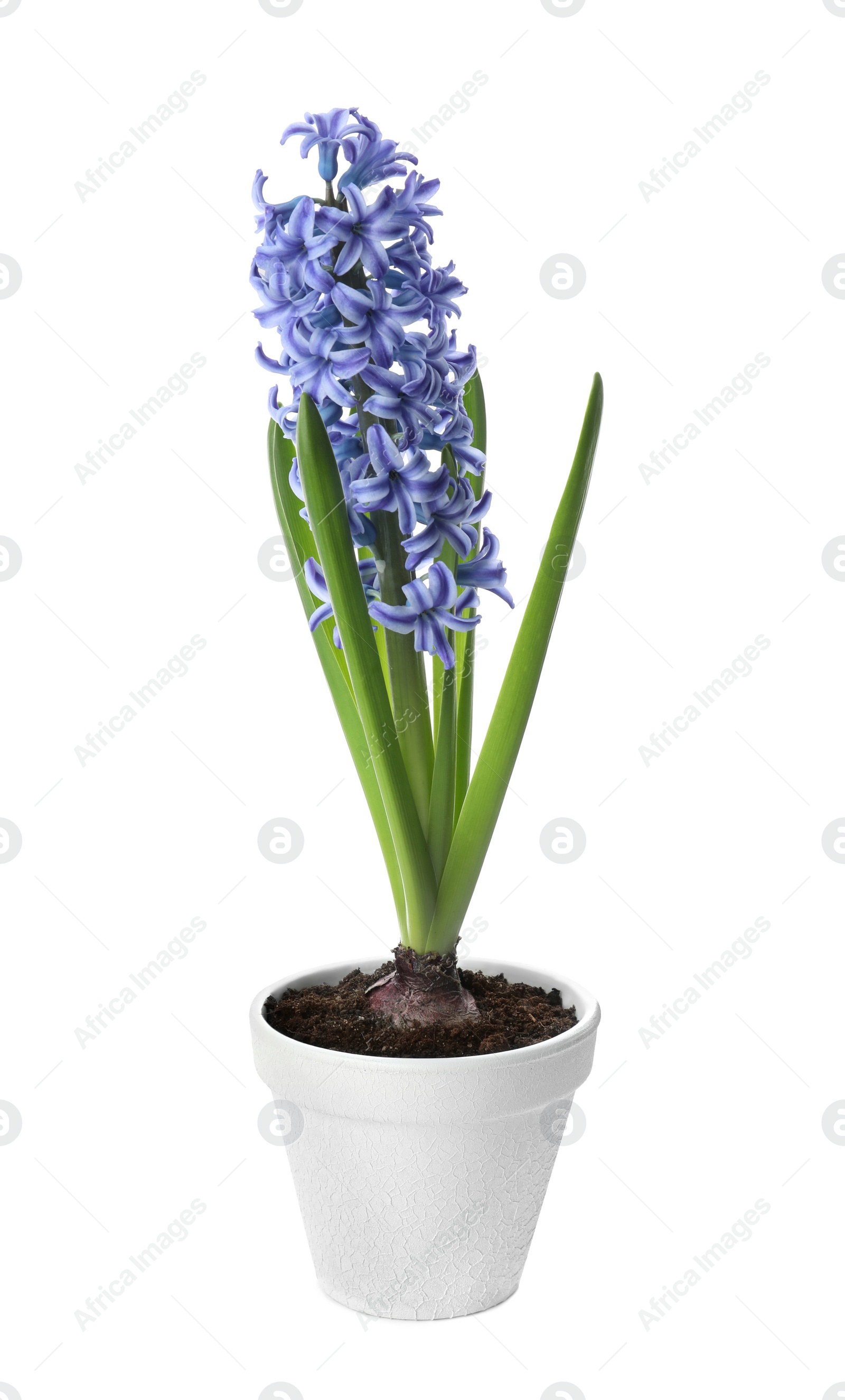 Photo of Beautiful potted hyacinth flower isolated on white