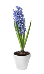 Photo of Beautiful potted hyacinth flower isolated on white
