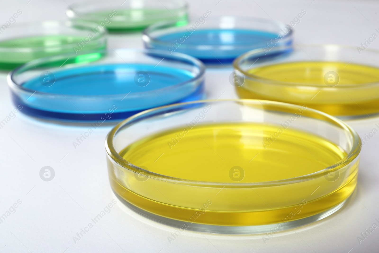 Photo of Petri dishes with colorful liquids on white background, closeup