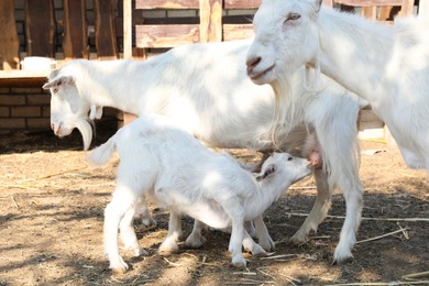 Photo of Goat feeding baby on farm. Animal husbandry