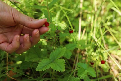 Photo of Woman gathering ripe wild strawberries outdoors, closeup. Space for text