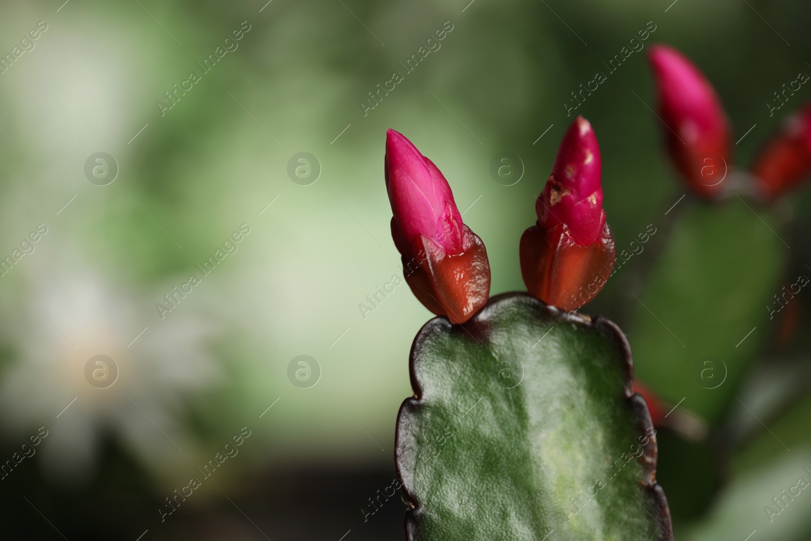 Photo of Beautiful Schlumbergera (Christmas or Thanksgiving cactus) against blurred background, closeup. Space for text