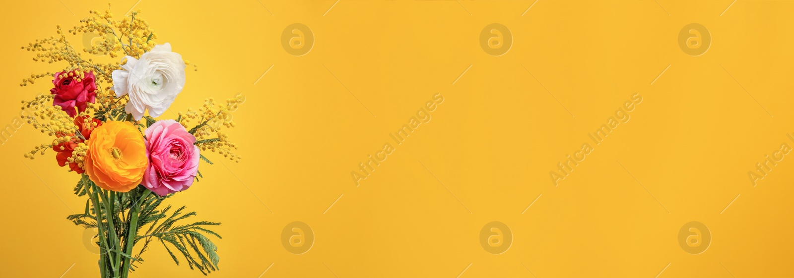 Image of Beautiful ranunculus and mimosa flowers on yellow background, space for text. Banner design