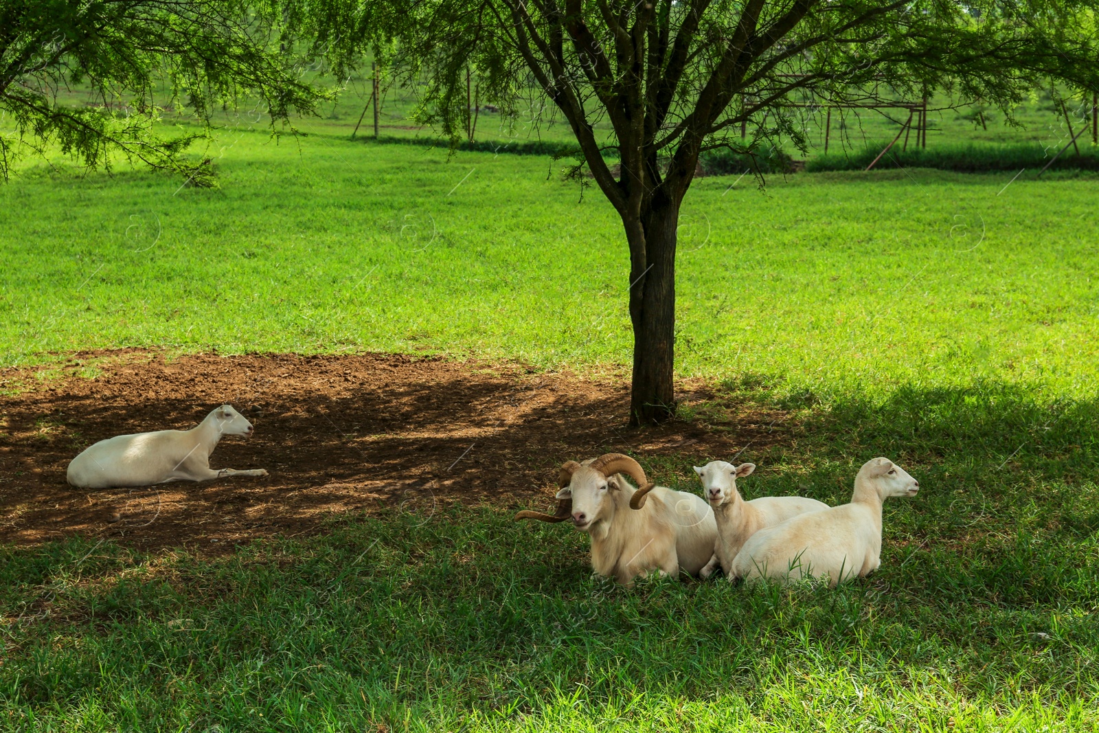 Photo of Beautiful white sheep on green grass in safari park