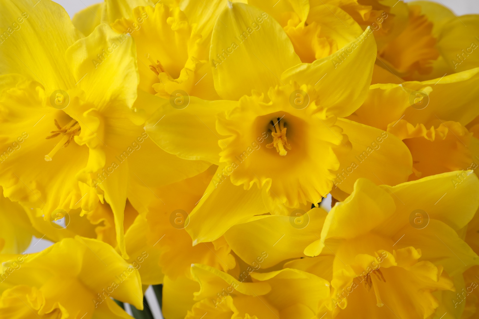 Photo of Beautiful daffodils as background, closeup. Fresh spring flowers