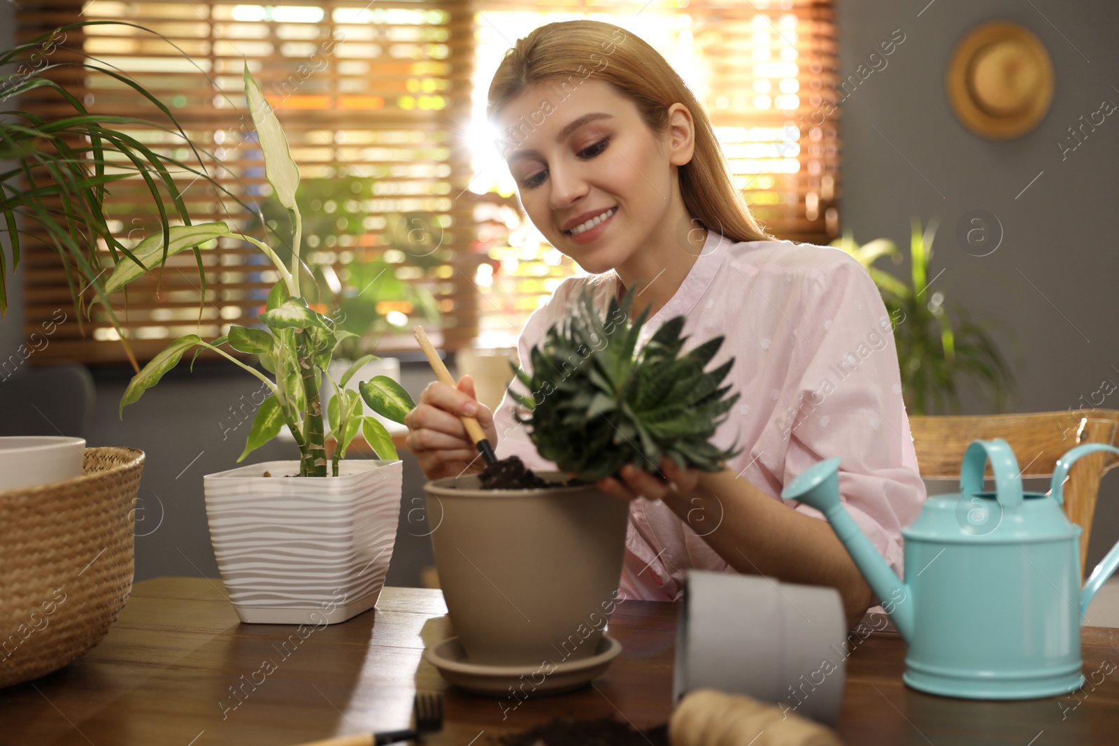 Photo of Young woman potting succulent plant at home. Engaging hobby