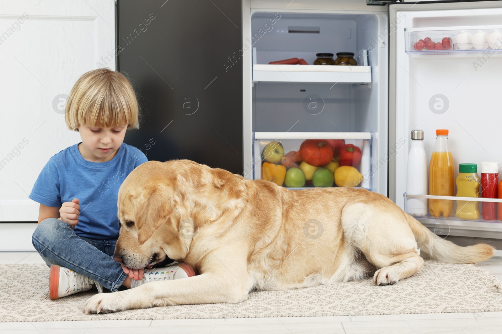 Photo of Little boy feeding cute Labrador Retriever near refrigerator in kitchen