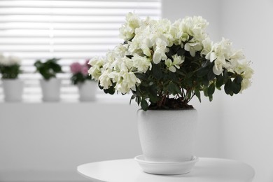 Photo of Beautiful azalea plant in flower pot on white table indoors, space for text