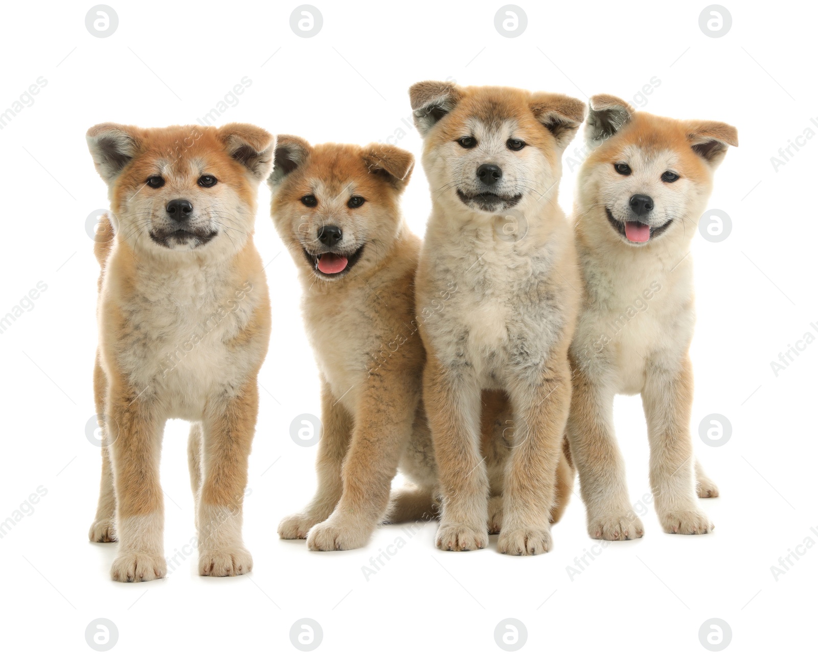 Photo of Cute akita inu puppies isolated on white