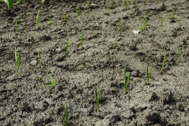 Photo of Young green onion sprouts growing in field