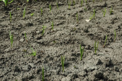 Young green onion sprouts growing in field