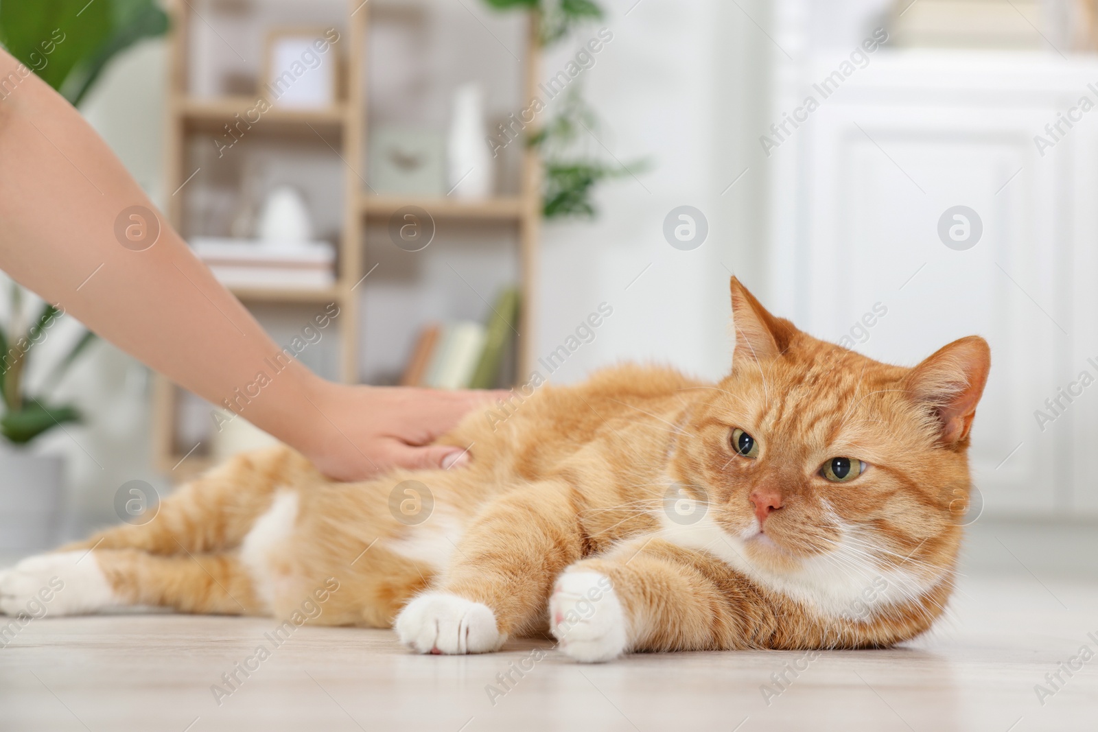 Photo of Woman petting cute ginger cat on floor at home, closeup