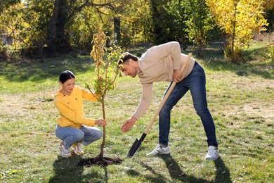 People planting young tree in park on sunny day