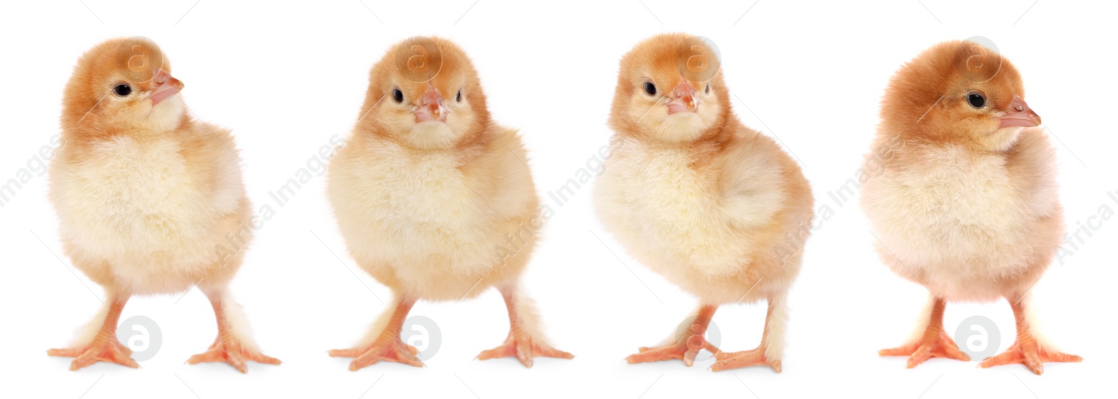 Image of Collage with small cute baby chicken isolated on white