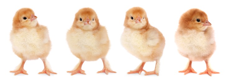 Image of Collage with small cute baby chicken isolated on white