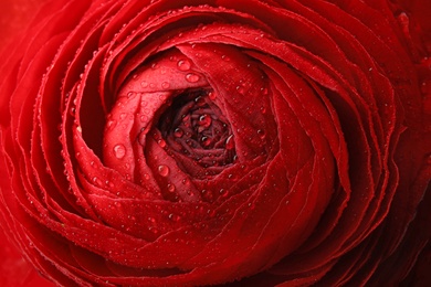 Photo of Beautiful spring ranunculus flower as background, closeup