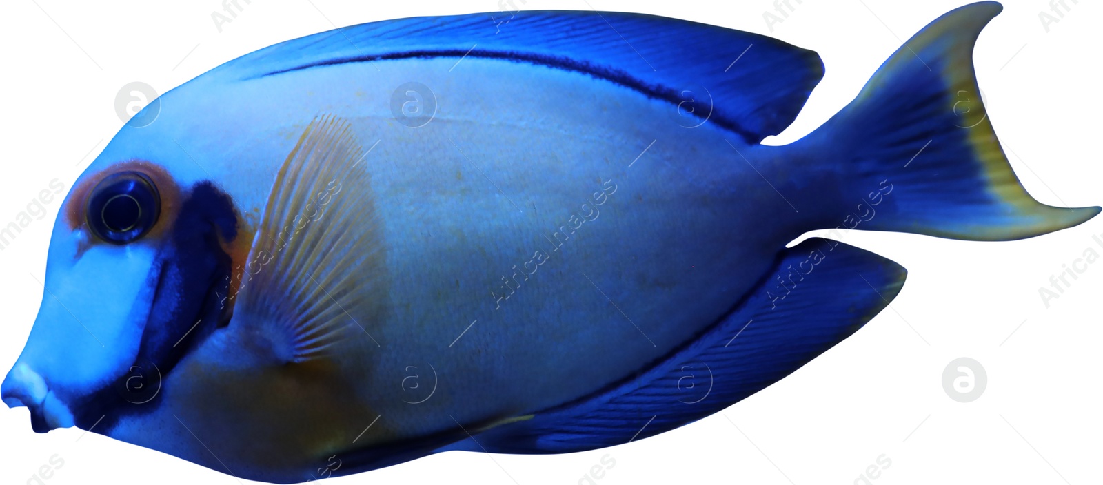 Image of Beautiful bright tropical surgeonfish on white background 