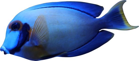 Image of Beautiful bright tropical surgeonfish on white background 