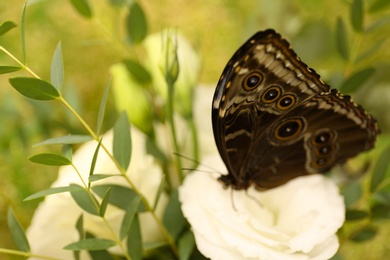 Photo of Beautiful Blue Morpho butterfly on eustoma flower outdoors