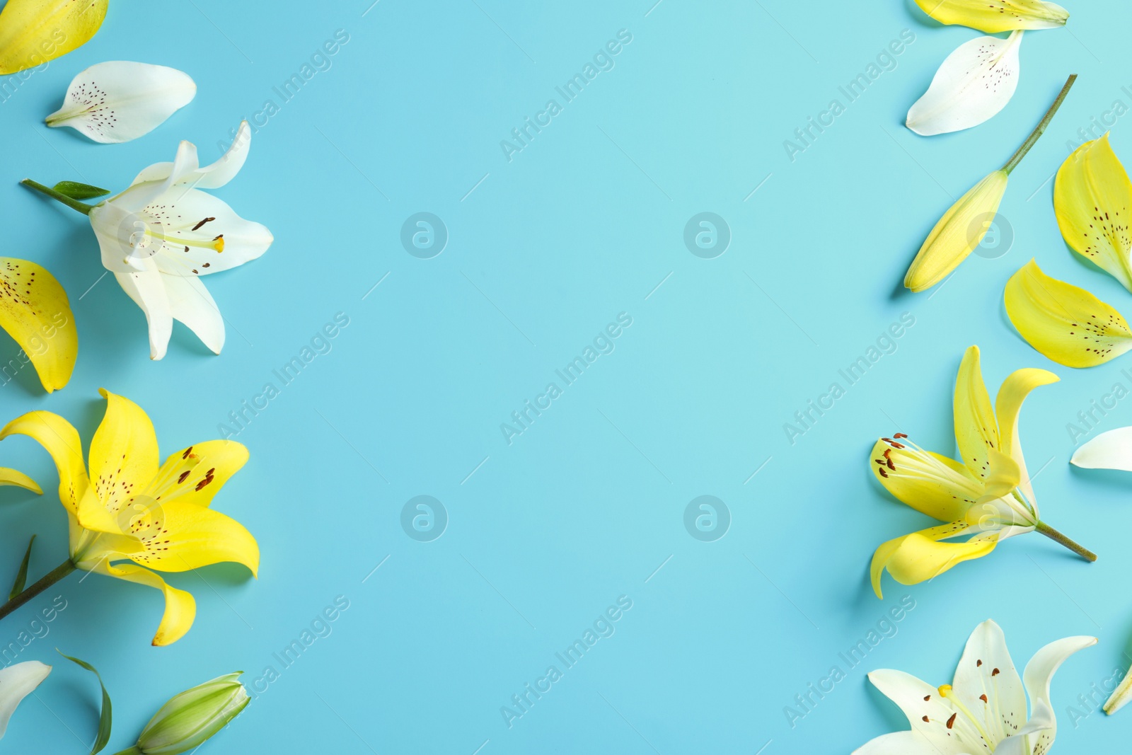 Photo of Flat lay composition with beautiful blooming lily flowers on color background