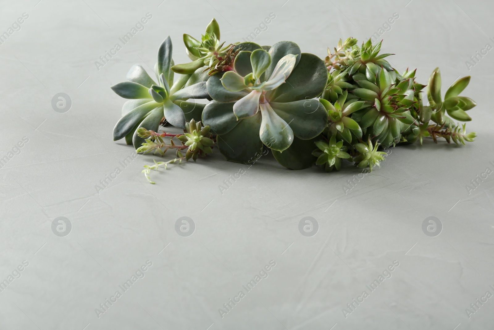 Photo of Beautiful echeverias on light grey background, space for text. Succulent plants