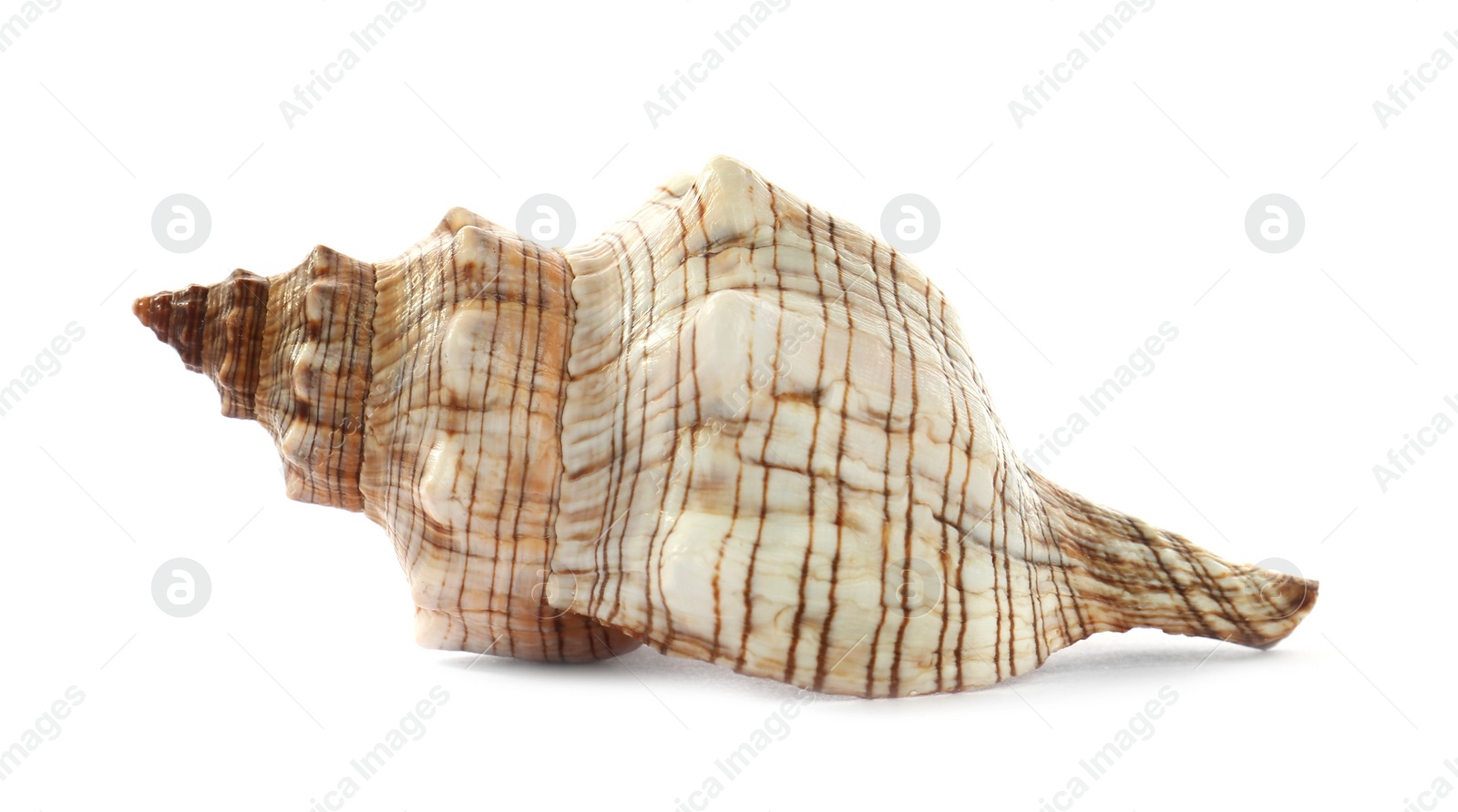 Photo of Beautiful exotic sea shell isolated on white