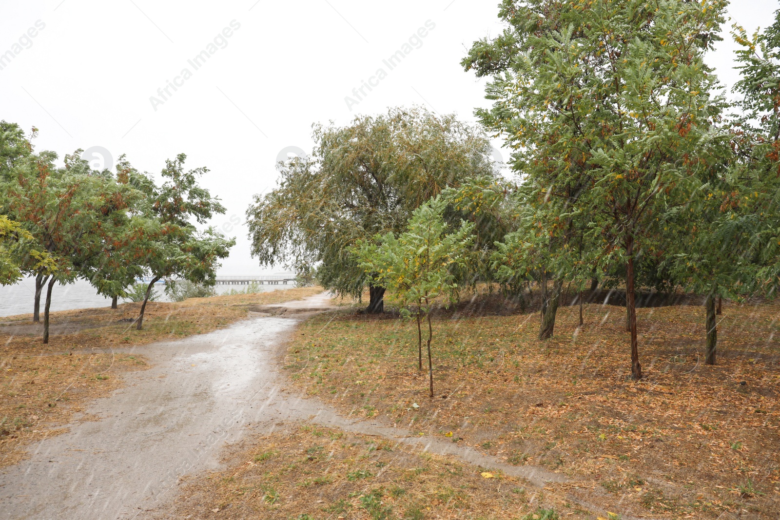 Photo of Beautiful view of trees near river during rain in autumn