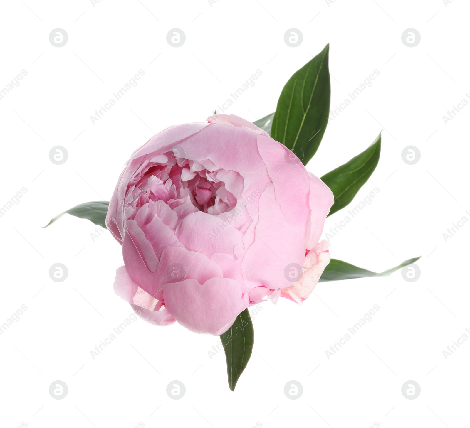 Photo of Beautiful pink peony flower isolated on white