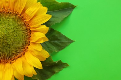 Beautiful sunflower with leaves on green background, top view. Space for text