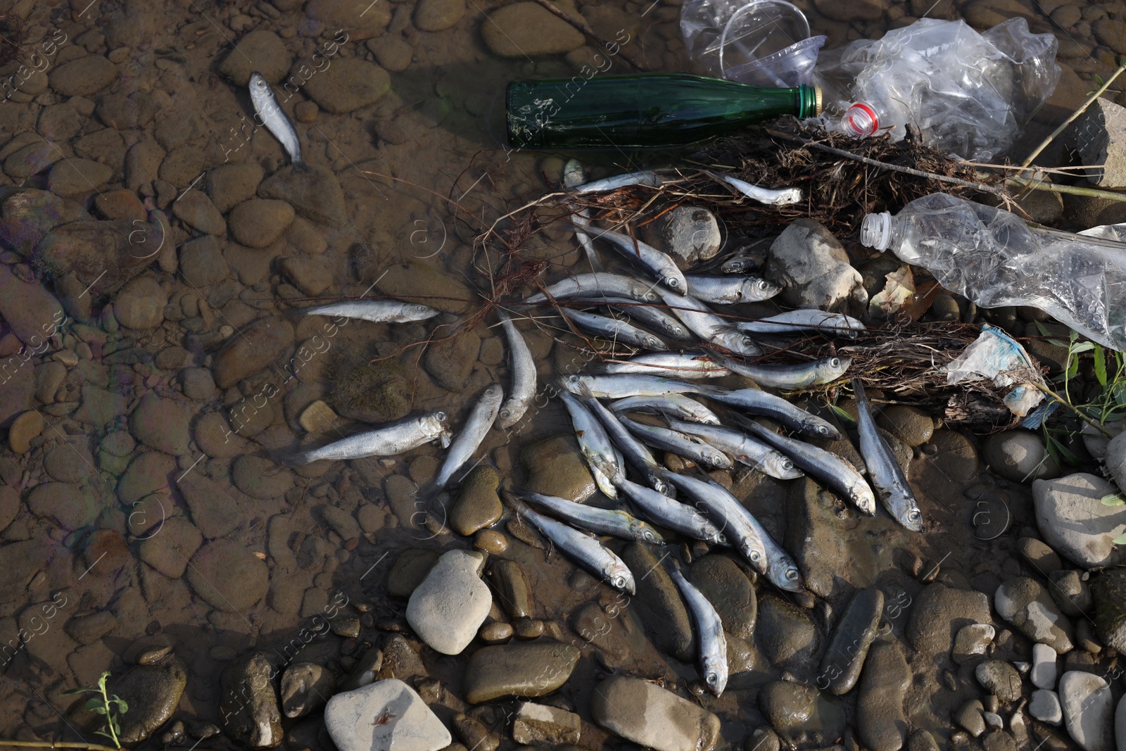 Photo of Dead fishes and trash near river, flat lay. Environmental pollution concept