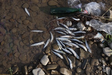 Photo of Dead fishes and trash near river, flat lay. Environmental pollution concept