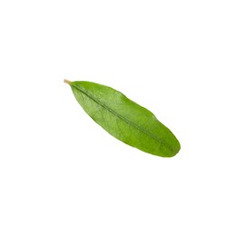 Green leaf of pomegranate plant isolated on white