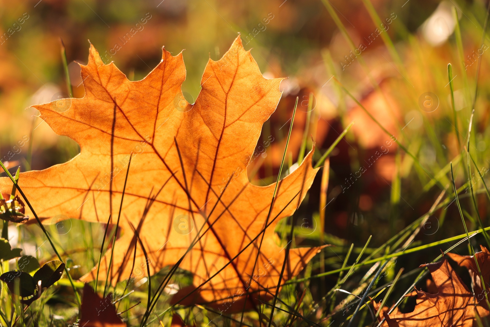 Photo of Beautiful fallen leaf among green grass outdoors on sunny autumn day, closeup