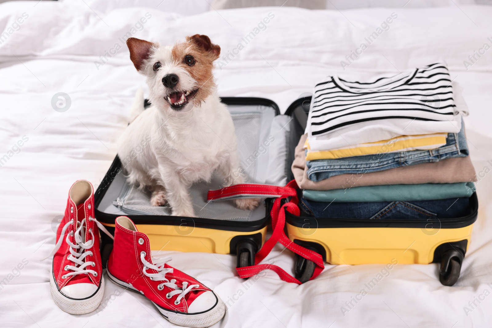 Photo of Travel with pet. Dog, clothes, shoes and suitcase on bed indoors