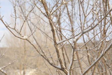 Beautiful tree branches covered with snow on winter day