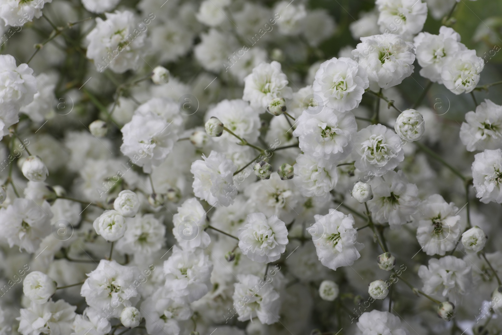 Photo of Beautiful gypsophila flowers as background, closeup view