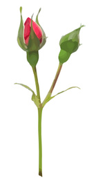 Illustration of Beautiful stem with roses illustration on white background. Stylish design