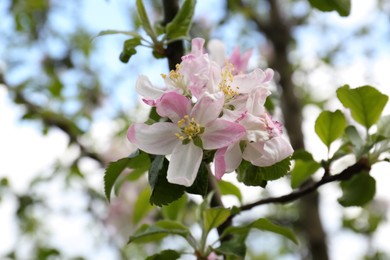 Photo of Apple tree with beautiful blossoms, closeup view. Spring season