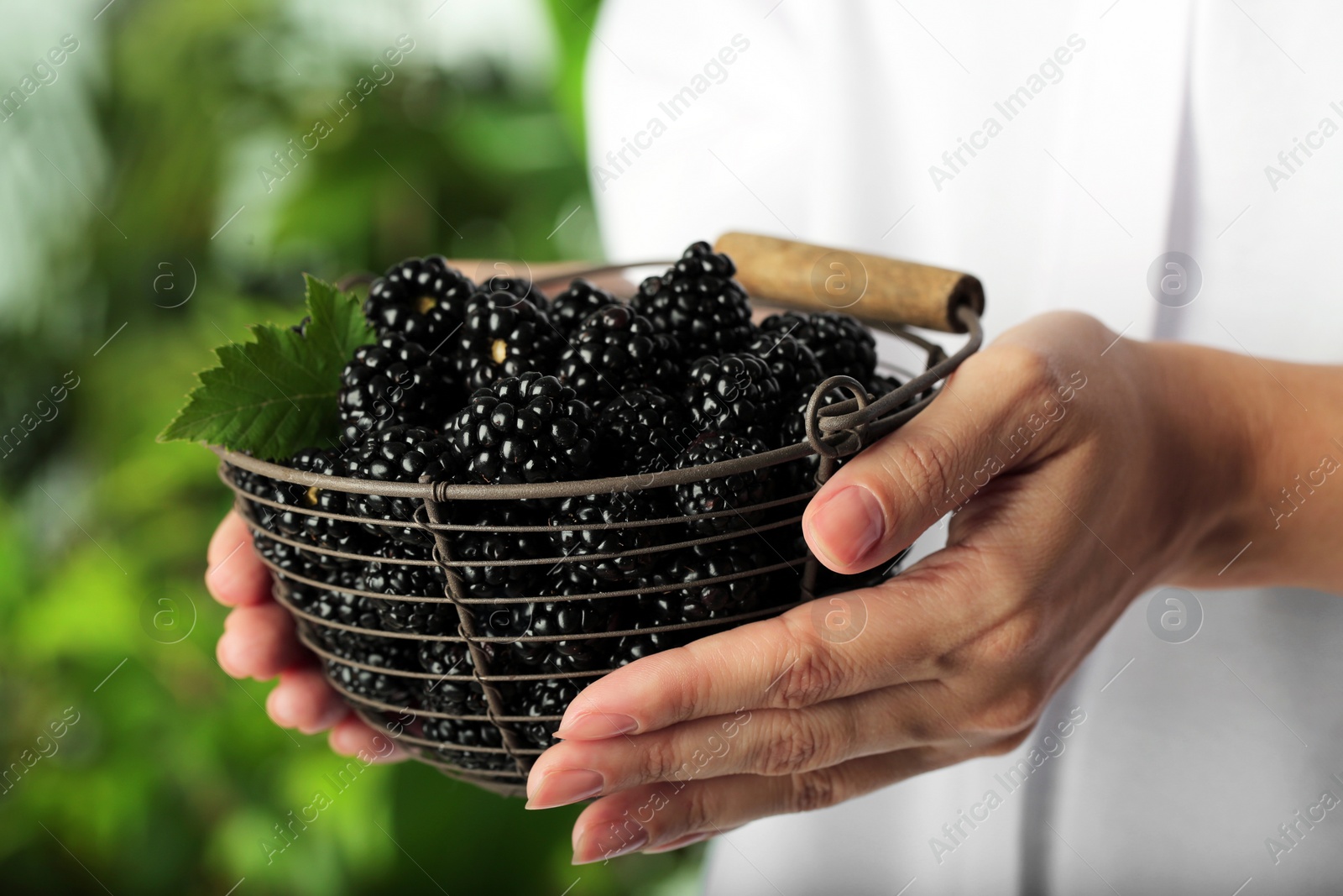 Photo of Woman holding basket of fresh ripe black blackberries on blurred natural background, closeup