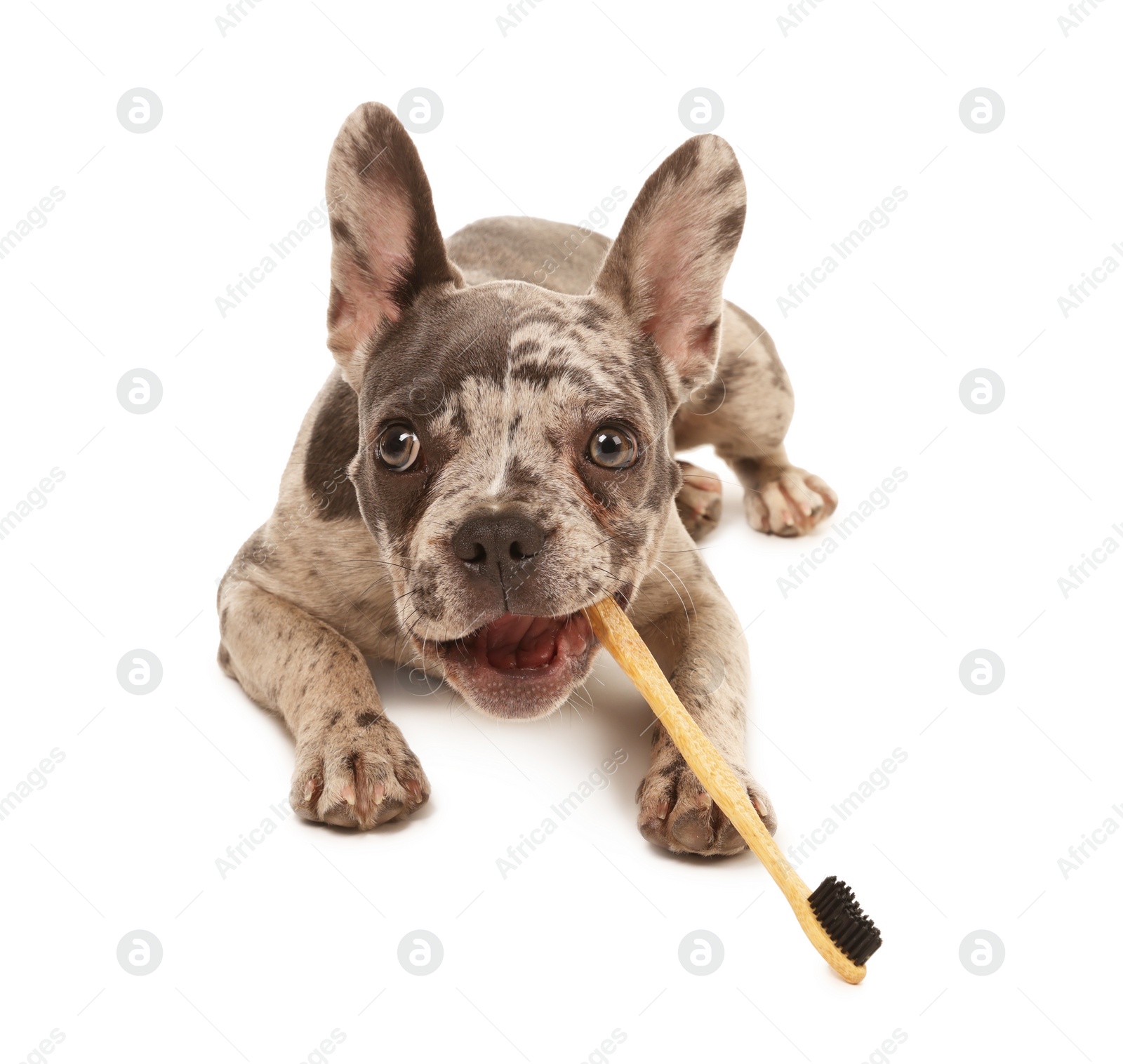 Photo of Cute French Bulldog with toothbrush on white background