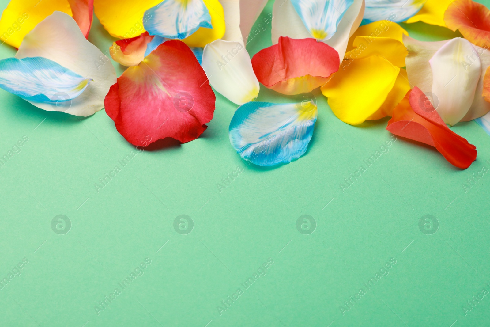 Photo of Beautiful colorful petals on green background. Space for text