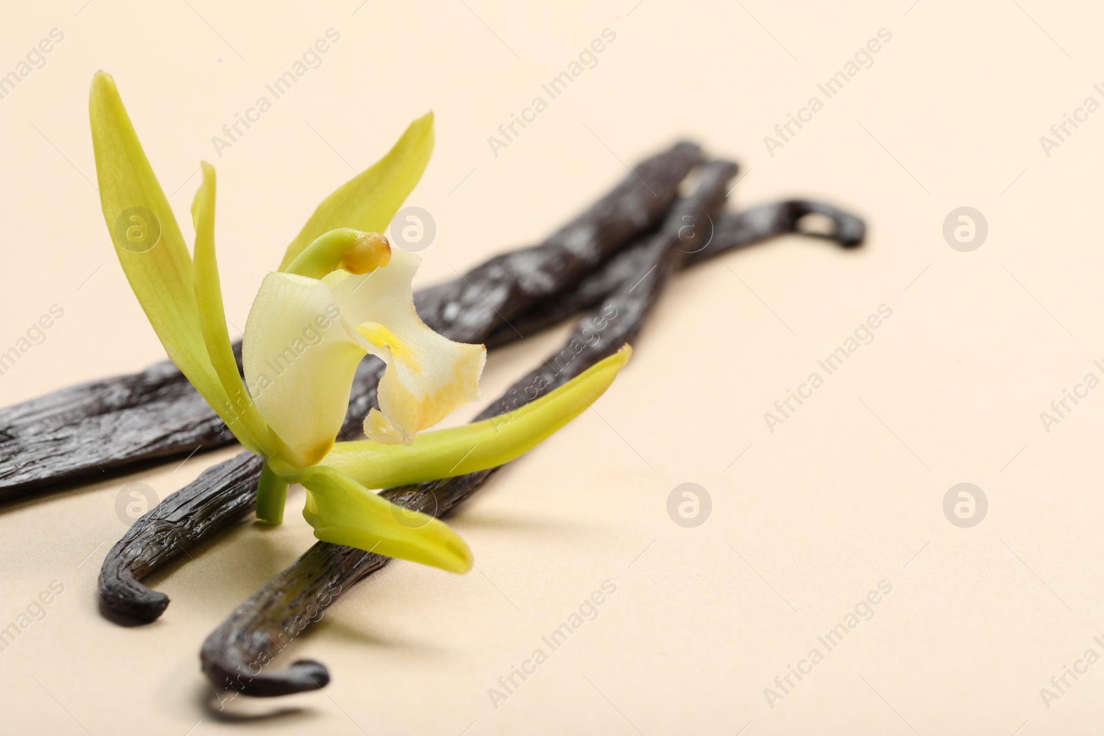 Photo of Vanilla pods and beautiful flower on beige background, closeup. Space for text